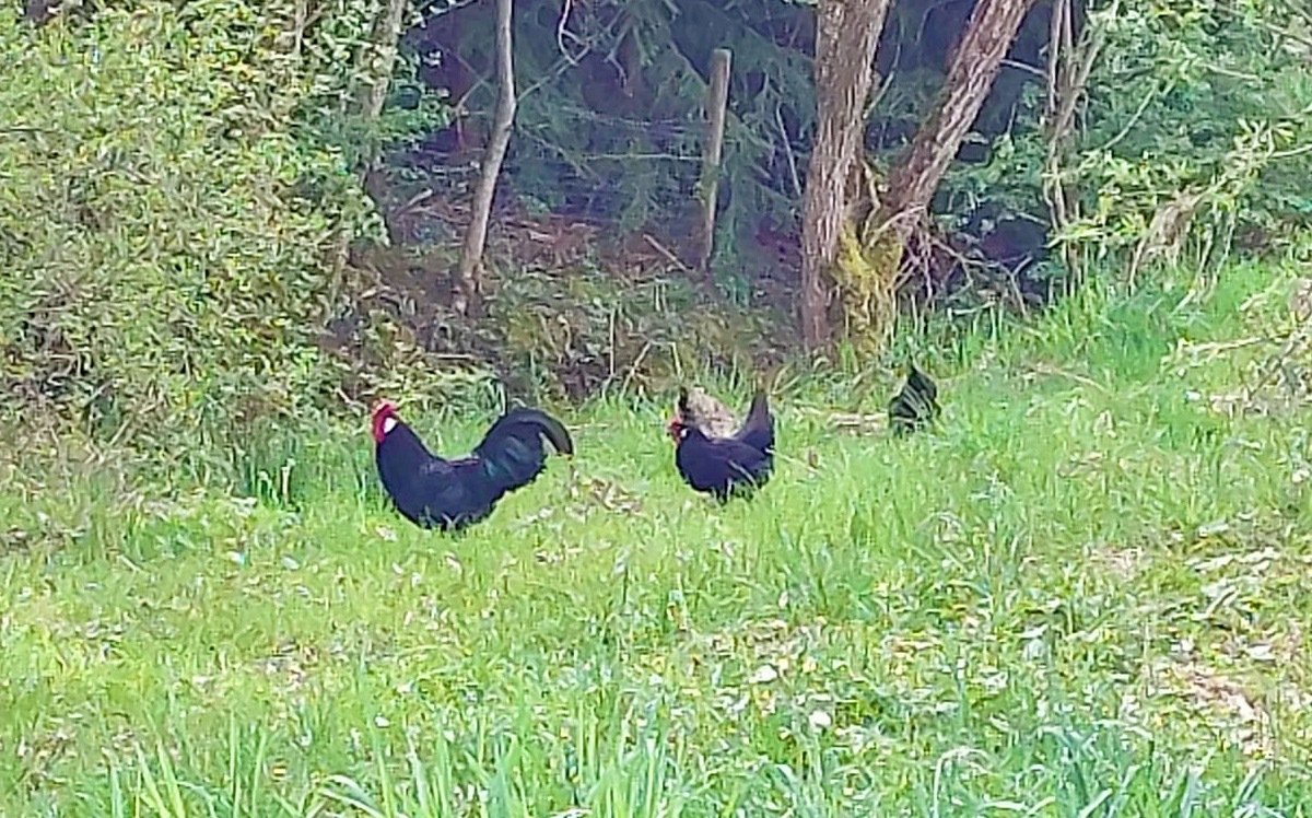 Exclusives Landhaus/Ehemaliges Bauernhaus in Alleinlage bei Kempten im schönen Oberallgäu