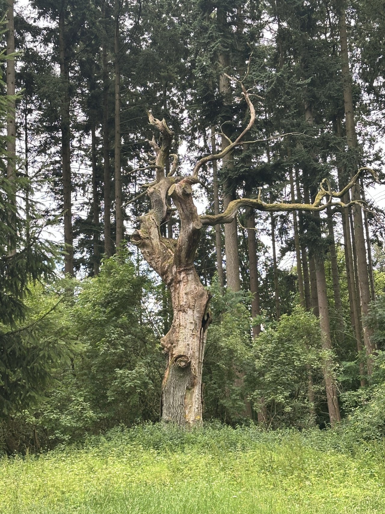 Alte Eichen - Wald - Ein Traum